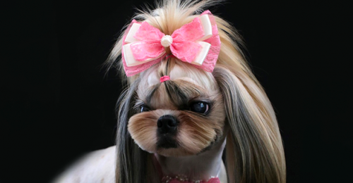 Curso Avançado de Tosador e Estética Animal