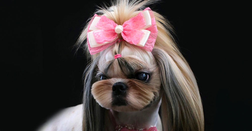Curso Avançado de Tosador e Estética Animal
